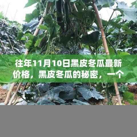 黑皮冬瓜背后的故事,友情、家庭与季节的交织,最新价格揭晓