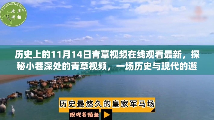 历史上的11月14日青草视频在线观看最新，探秘小巷深处的青草视频，一场历史与现代的邂逅