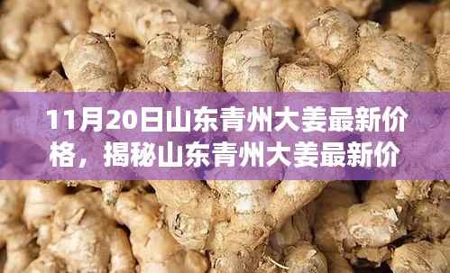 山东青州大姜最新价格揭秘,11月20日采购指南,青州大姜最新行情更新!