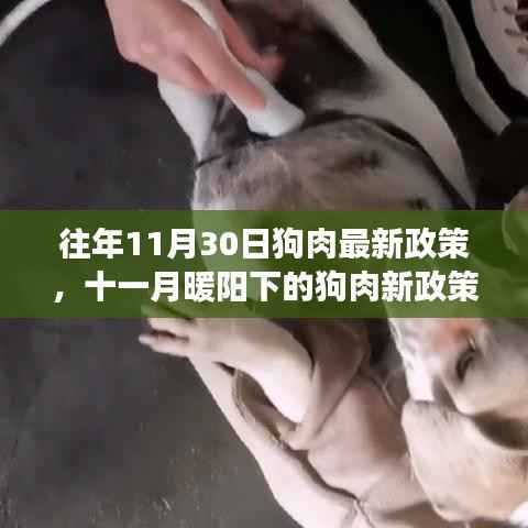 往年11月狗肉政策更新,新法规下的温馨故事与家的温暖时光