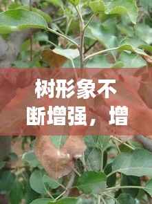 树形象不断增强，增强树势 