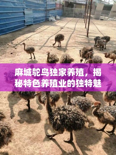 麻城鸵鸟独家养殖,揭秘特色养殖业的独特魅力