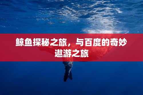 鲸鱼探秘之旅,与百度的奇妙遨游之旅