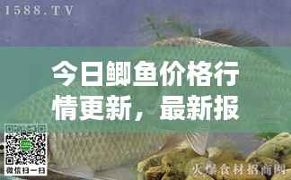 今日鲫鱼价格行情更新,最新报价一网打尽!
