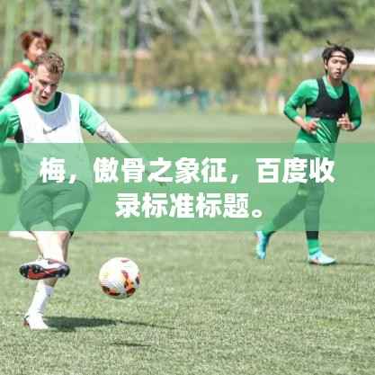 梅,傲骨之象征,百度收录标准标题。