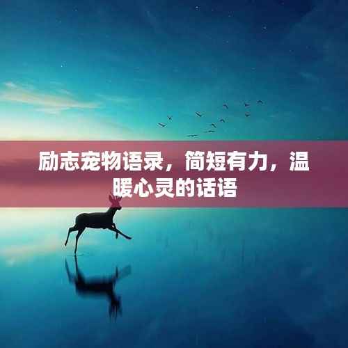 励志宠物语录,简短有力,温暖心灵的话语