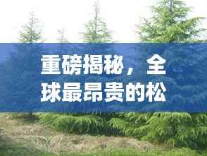 重磅揭秘,全球最昂贵的松树树苗排名TOP10!