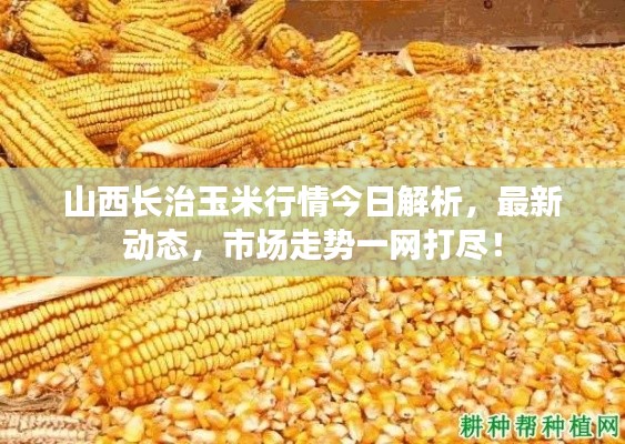 山西长治玉米行情今日解析,最新动态,市场走势一网打尽!