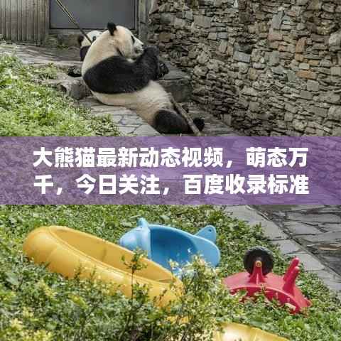 大熊猫最新动态视频,萌态万千,今日关注,百度收录标准标题